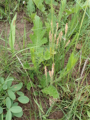Acalypha glandulifolia