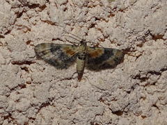 Eupithecia linariata