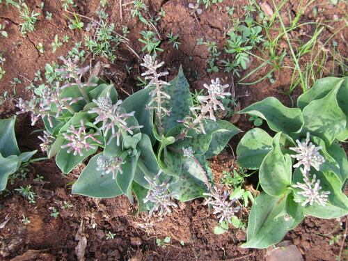Ledebouria kirkii