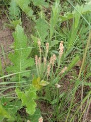 Acalypha glandulifolia