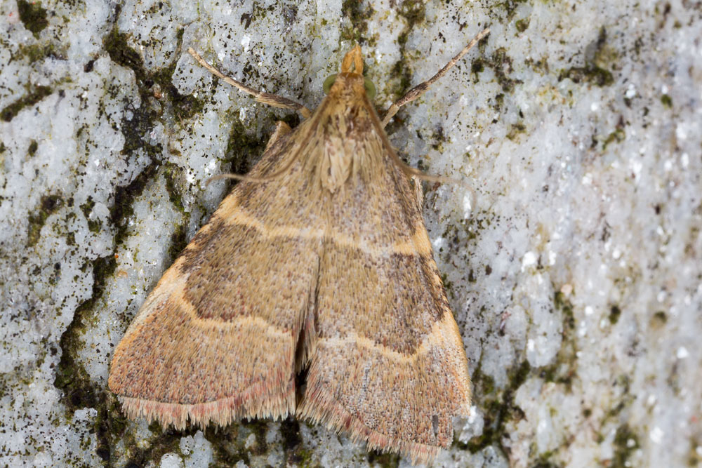 Orthopygia glaucinalis