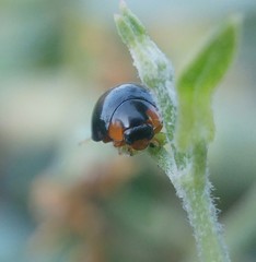 Parexochomus nigromaculatus