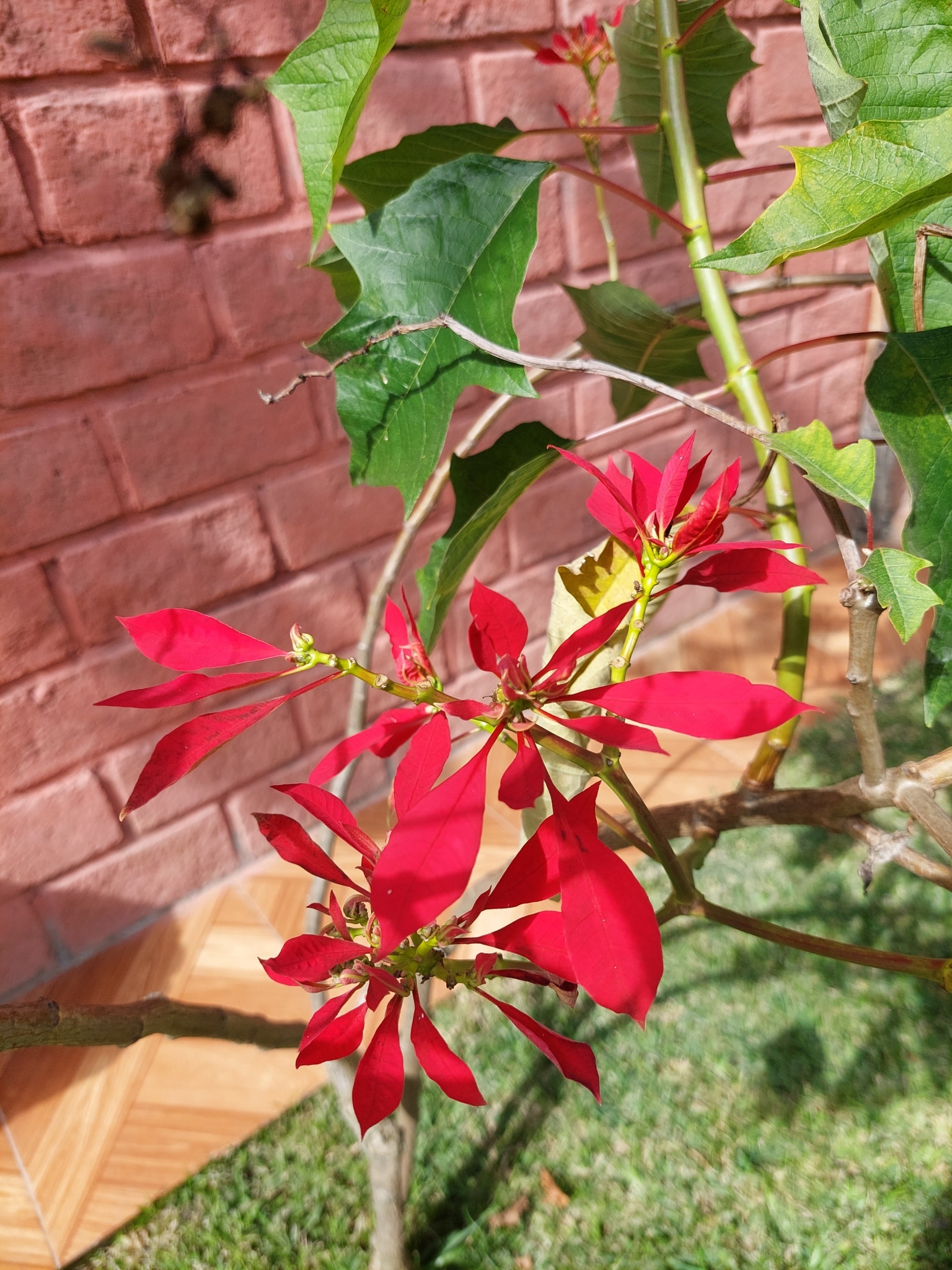 Euphorbia image