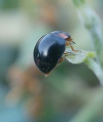 Parexochomus nigromaculatus