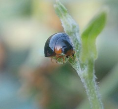 Parexochomus nigromaculatus