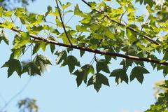 Acer pycnanthum
