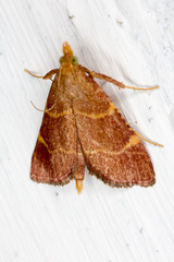 Hypsopygia rubidalis