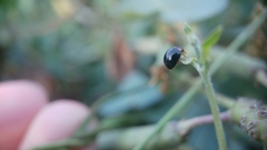 Parexochomus nigromaculatus