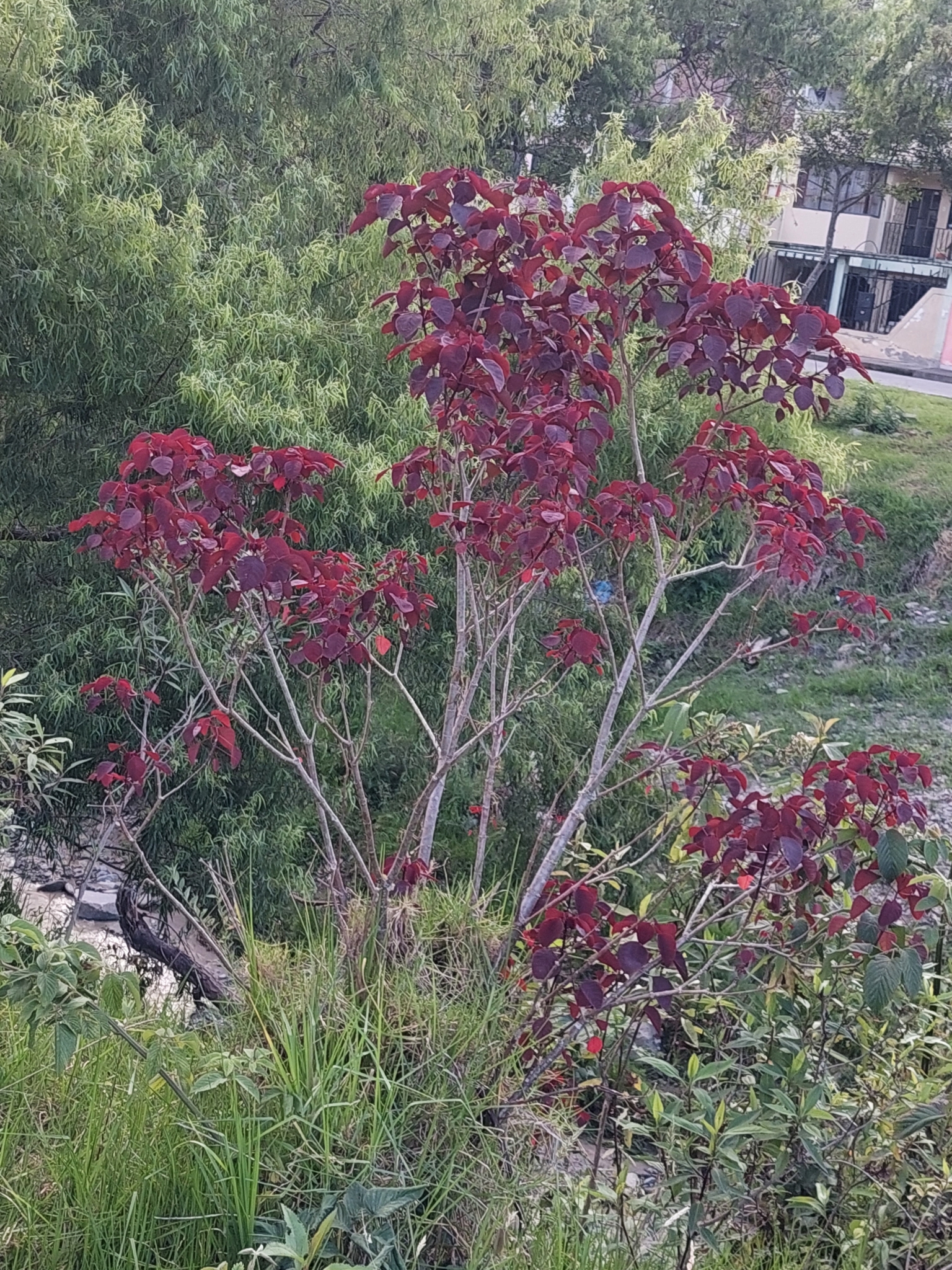 Euphorbia cotinifolia image