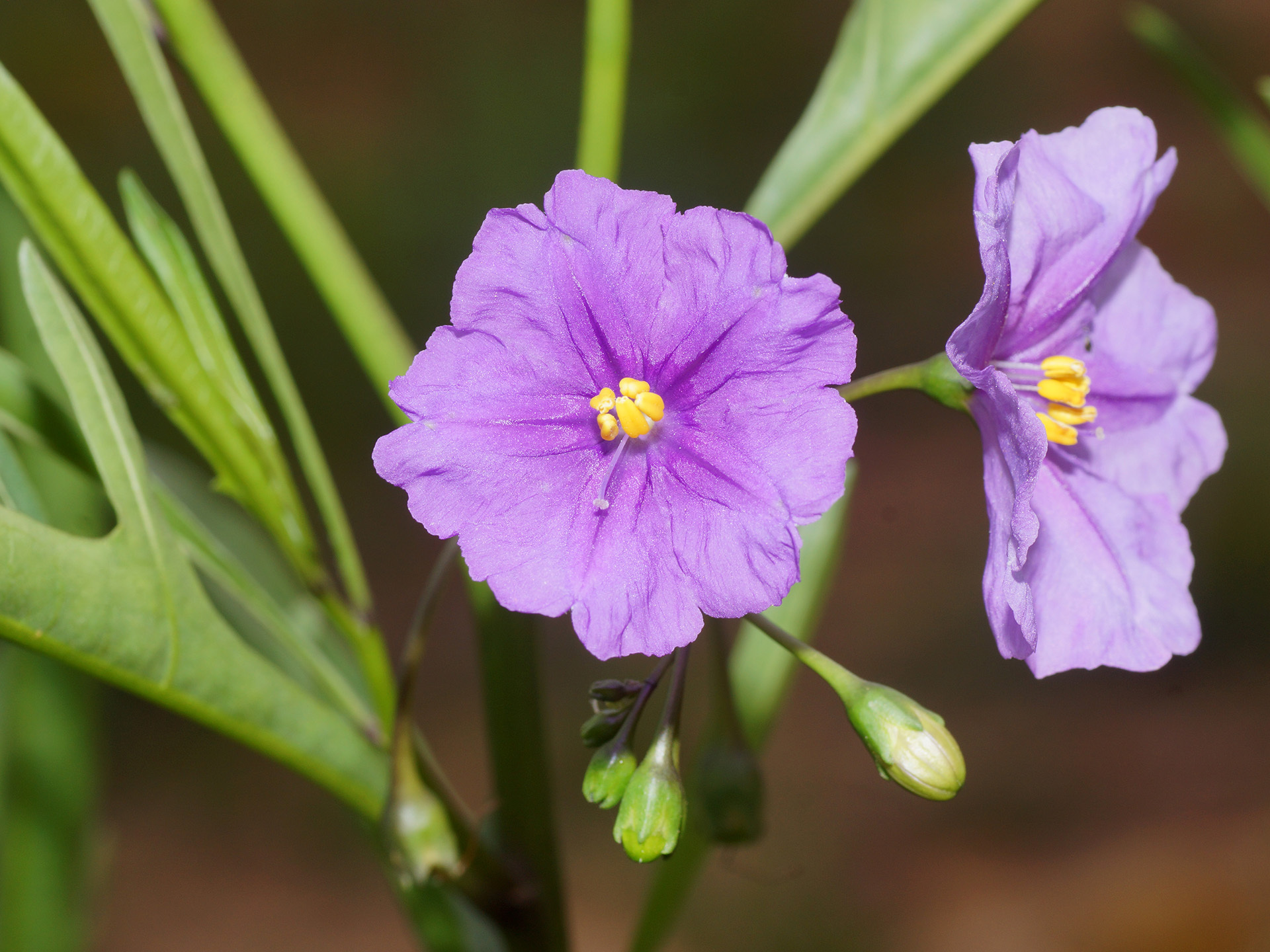 Solanum symonii