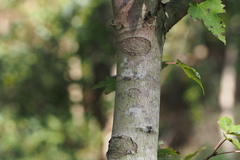 Acer pycnanthum