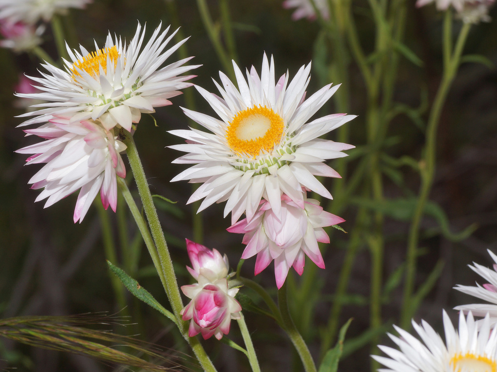 Everlasting daisy