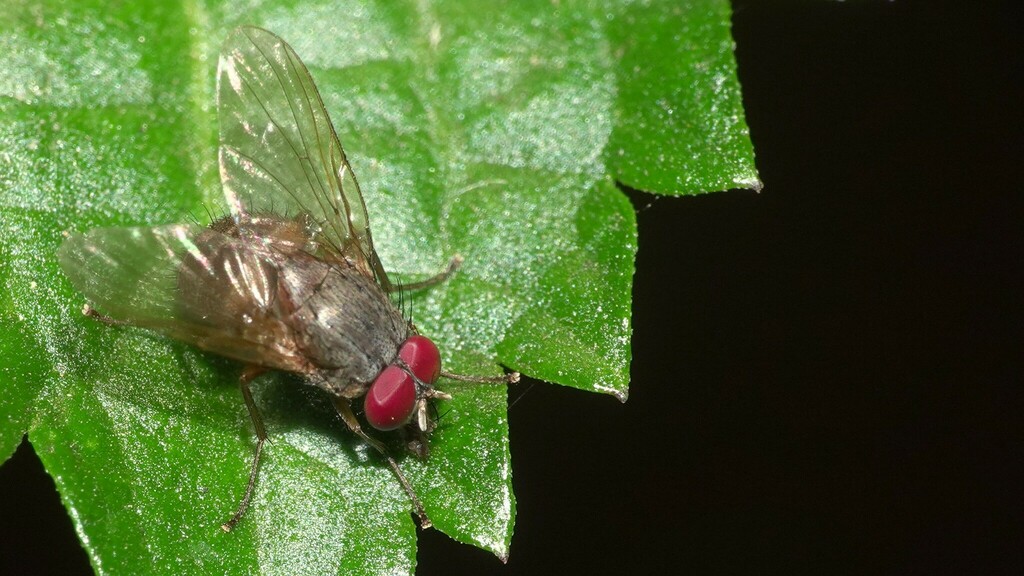 Dichaetomyia pallens