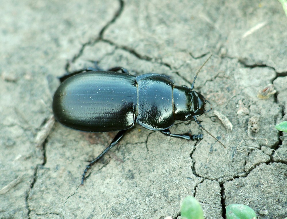 Zabrus spinipes
