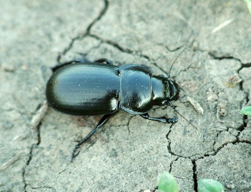Zabrus spinipes