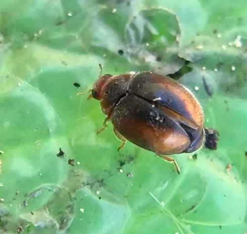 Loew's Lady Beetle photo 2