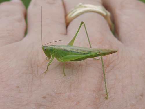 Slender Meadow Katydid photo 4