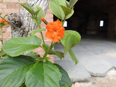 Cordia sebestena