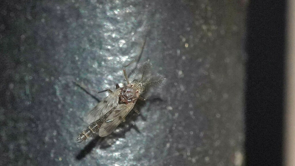 Tanypods from Tung, Maharashtra 412108, India on February 25, 2023 at ...