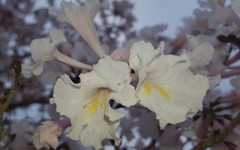 Tabebuia roseoalba