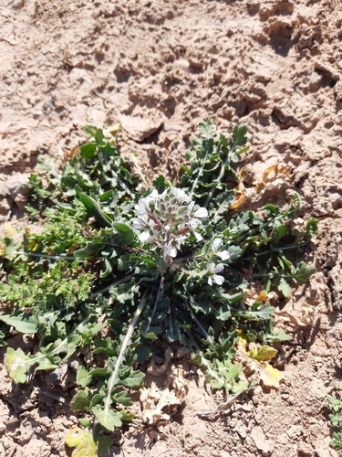 Eruca pinnatifida (Eruca pinnatifida)
