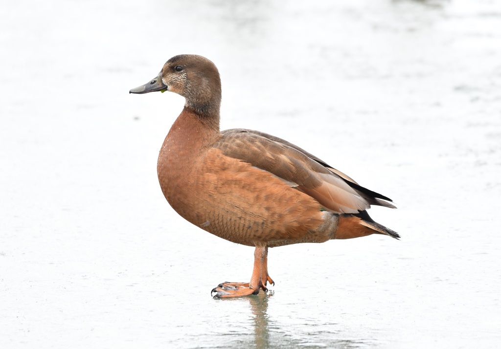 Mallard × Ruddy Shelduck (Hybrid Anas platyrhynchos × Tadorna