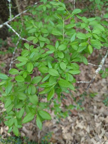 Image of Forestiera ligustrina by (c) Megan Kossa, some rights reserved (CC BY)