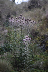 Cirsium nivale