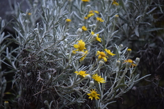 Senecio mairetianus