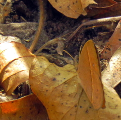 Brakefieldia simonsii