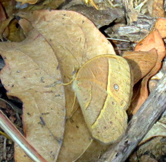 Brakefieldia simonsii