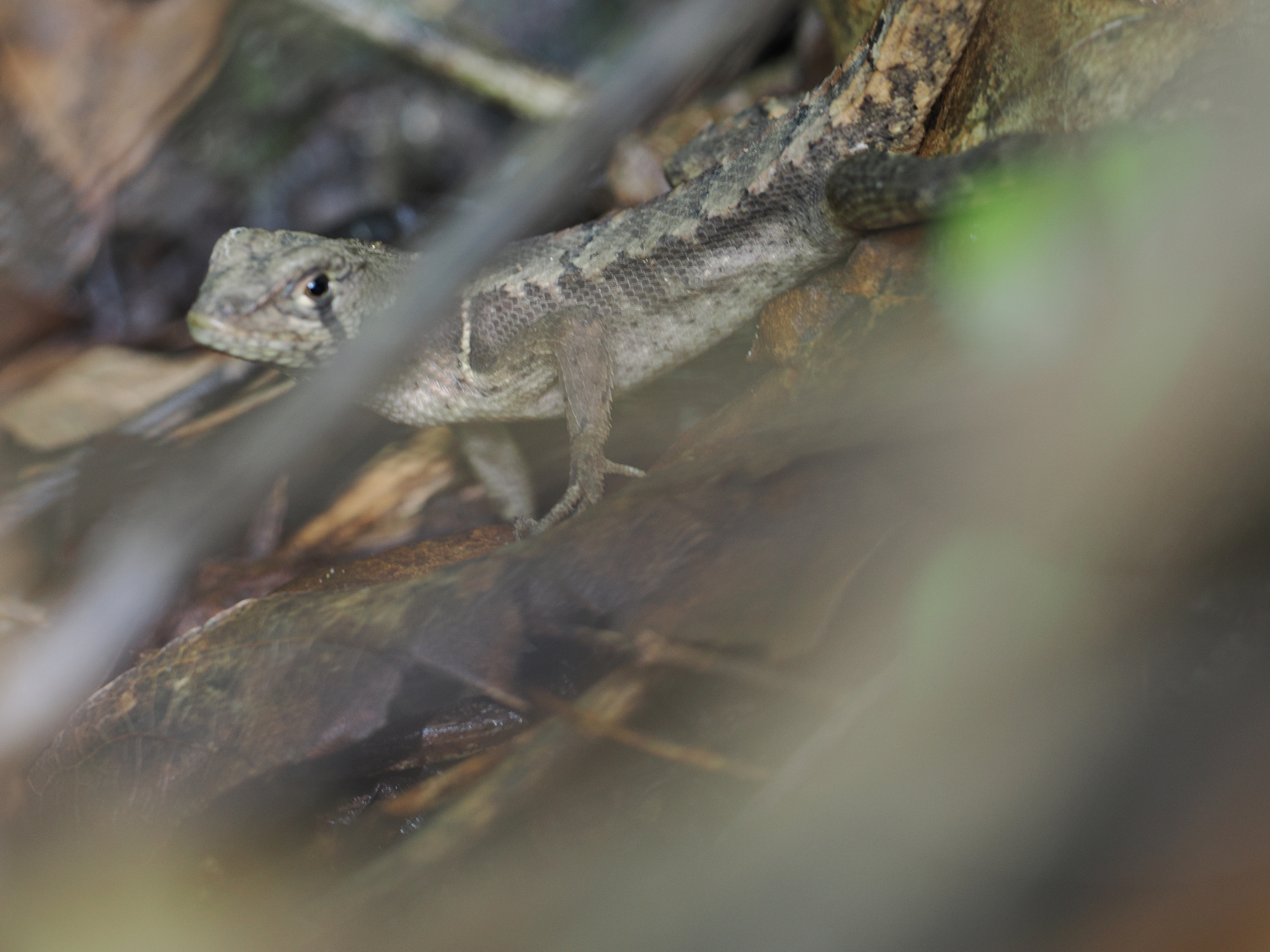 Stenocercus puyango image
