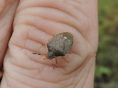 Holcostethus limbolarius