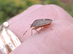 Holcostethus limbolarius