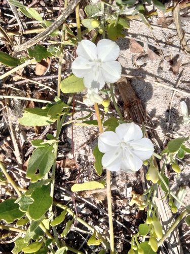 Image of Jacquemontia reclinata by (c) Ben Machado, some rights reserved (CC BY)