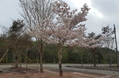 Tabebuia roseoalba