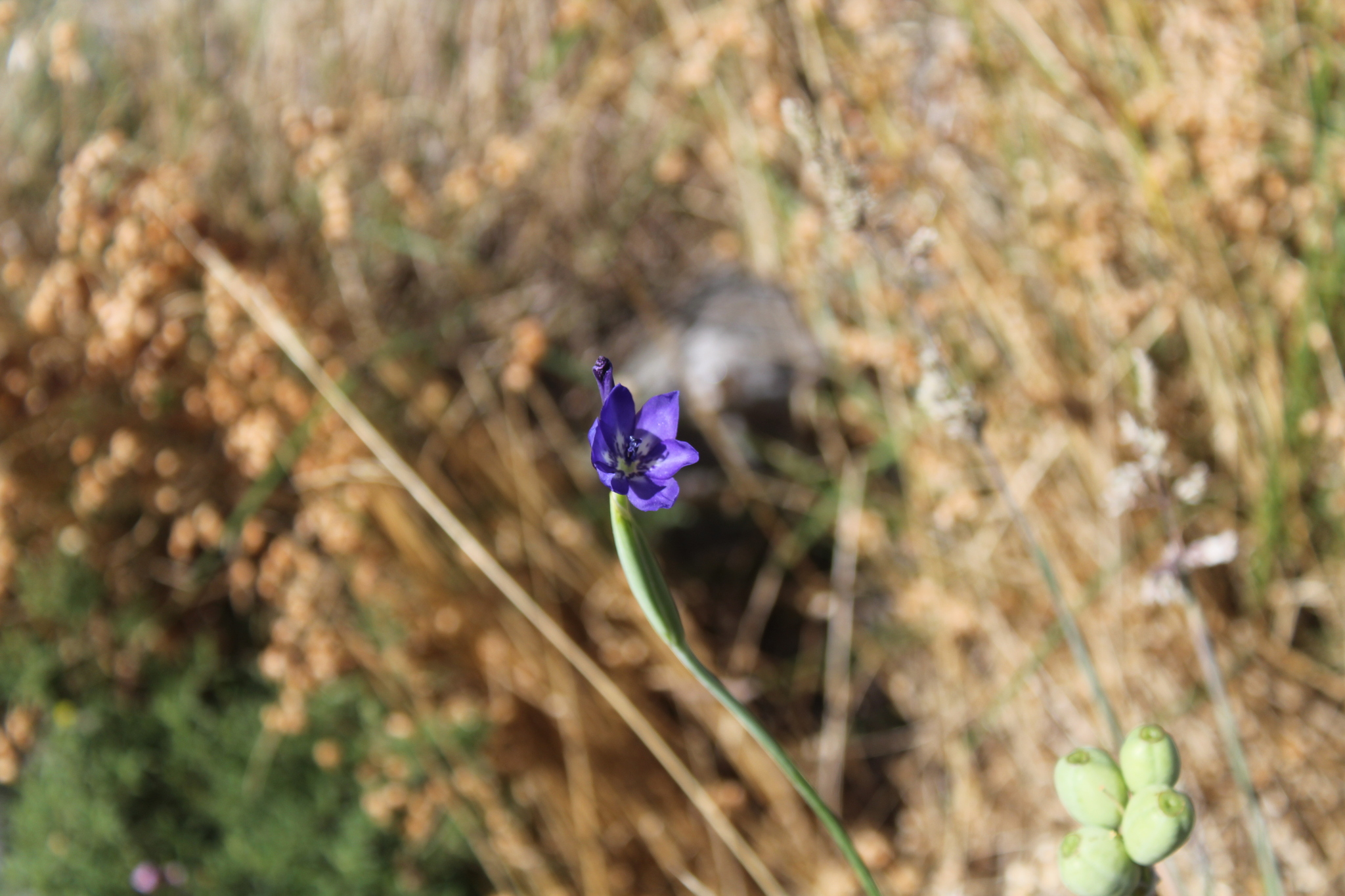 Gelasine Herb.