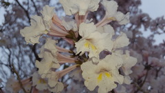 Tabebuia roseoalba