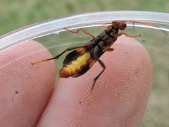 Trogomorpha arrogans
