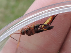 Trogomorpha arrogans