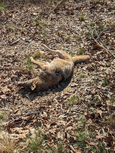 Coyote photographed in Alabama