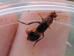 Trogomorpha arrogans