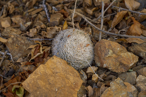 Mammillaria evermanniana