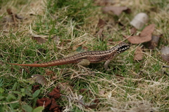 Leiocephalus personatus