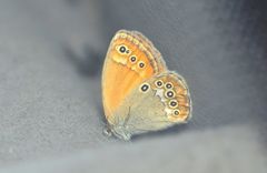 Coenonympha amaryllis