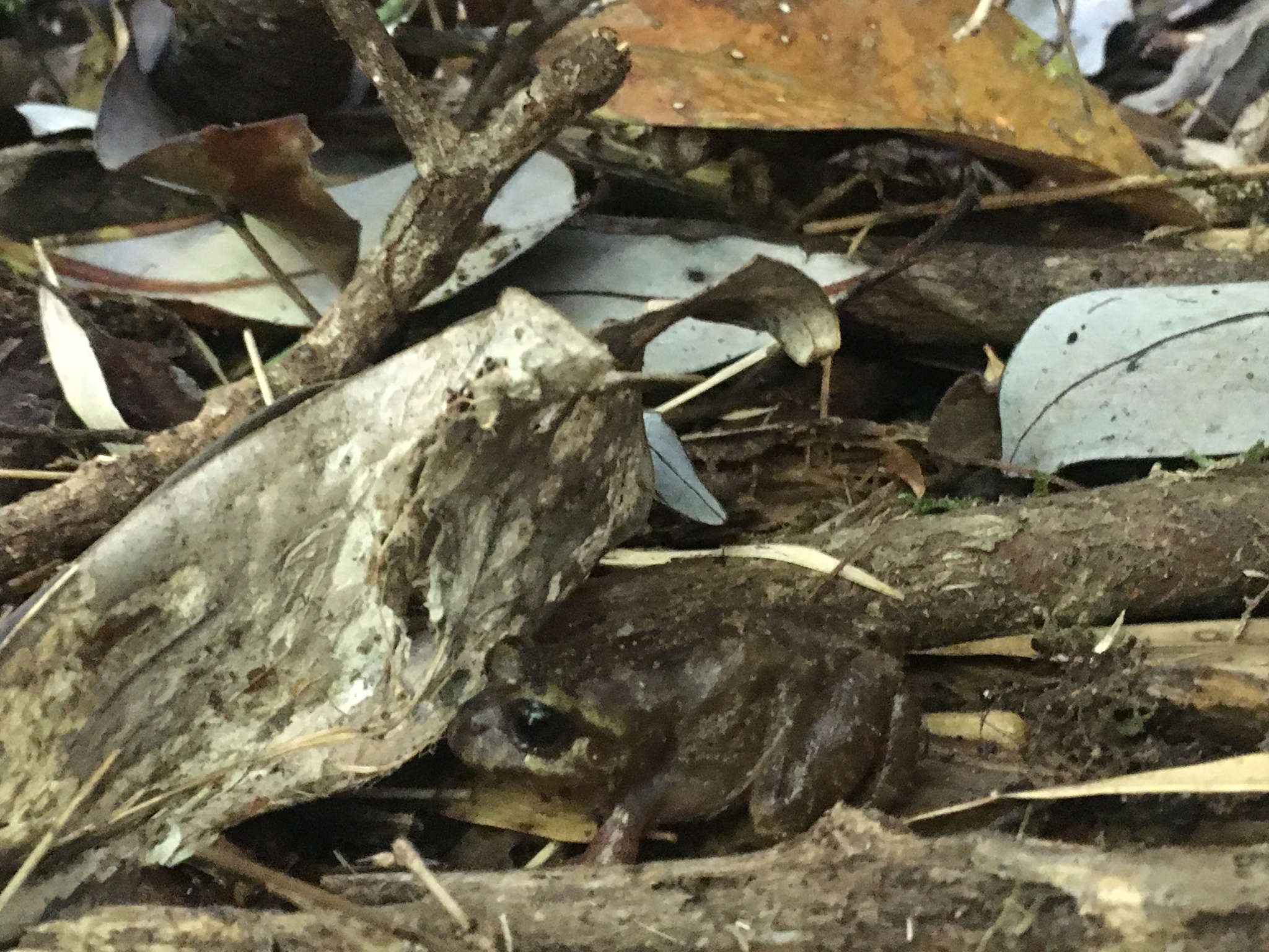 Eupsophus emiliopugini Formas, 1989