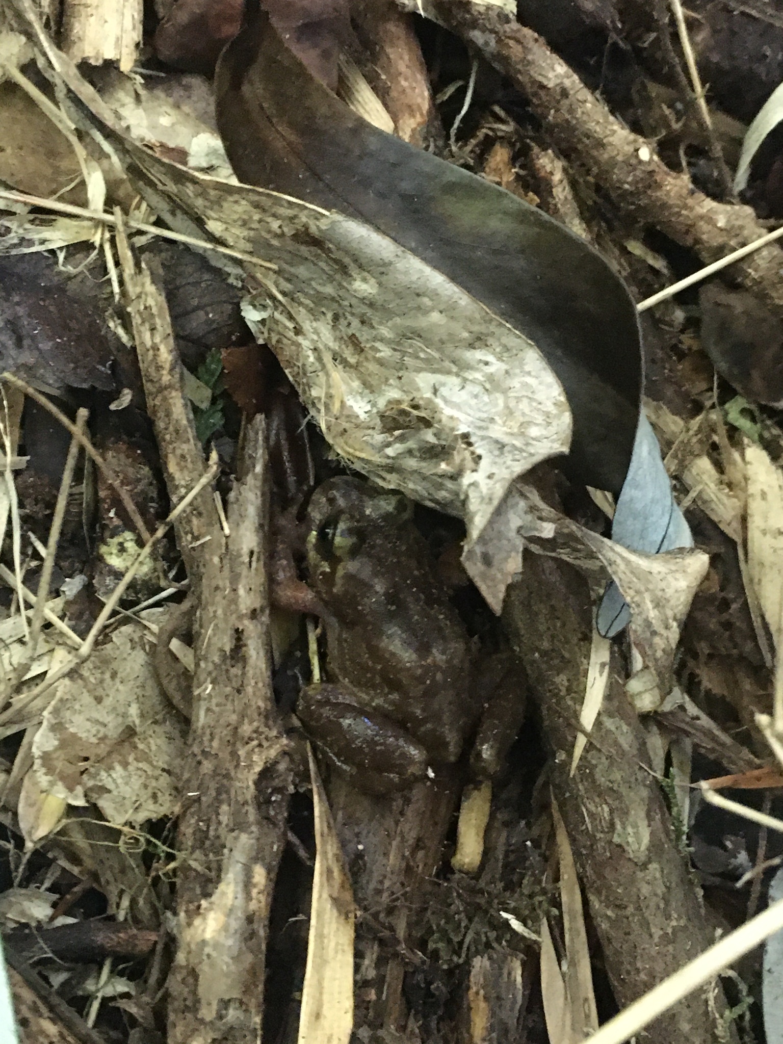 Eupsophus emiliopugini Formas, 1989