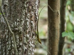 Anolis luciae