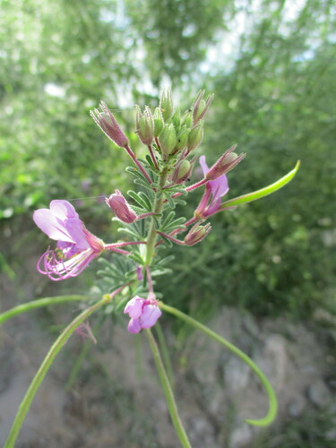 Image of Cleome hirta by no rights reserved