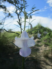Sesamum calycinum subsp. baumii image